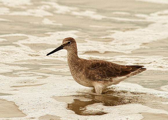"Bird on the beach"