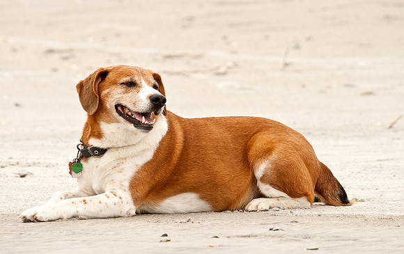 Rufus on the Beach