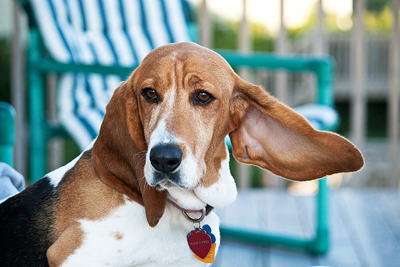 Basset hounds