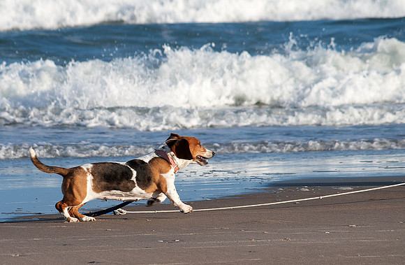 Alice on the Beach