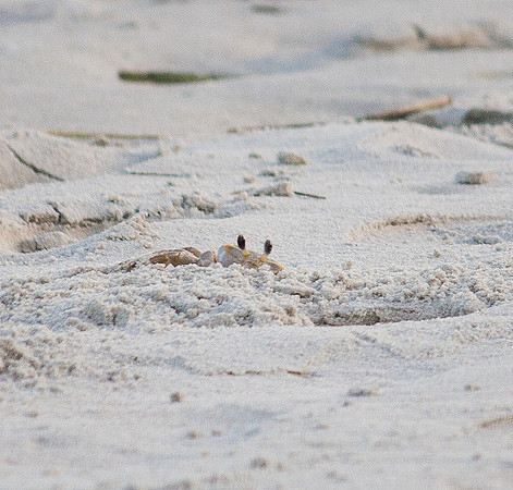 Beach critters