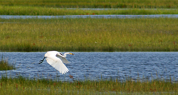 Great Egret with take out lunch