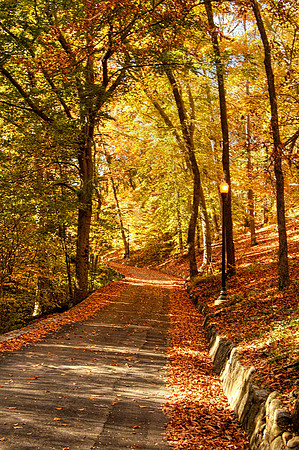 Autumn Lane
