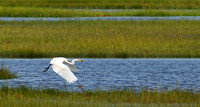 Great Egret with take out lunch