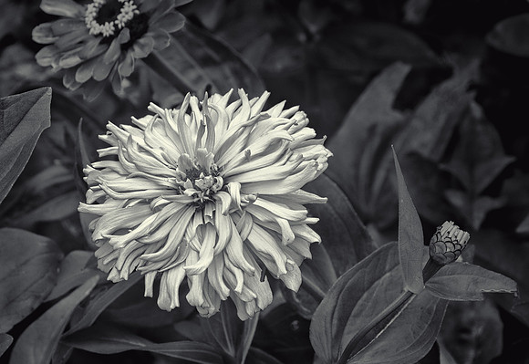 Zinnia #8