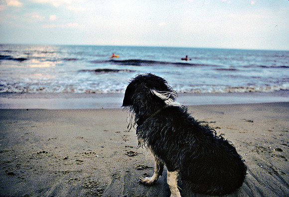 Surfer Dog